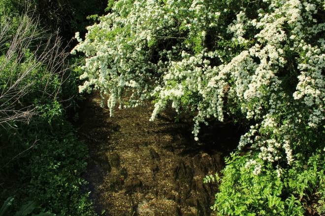 Vista del riachuelo desde el puente, con los espinos albares (Crataegus monogyna) en plena floración.