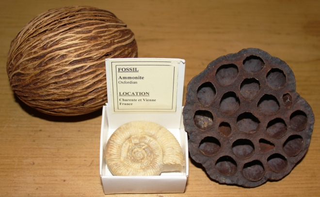 Tres caprichicos (ya ves con qué cosas uno es feliz): un fruto que aún no sé lo que es, un ammonites jurásico del siglo cuarenta y un fruto seco de flor de loto.