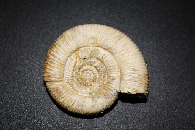Ammonites del Jurásico superior (oxfordiense), procedente de Charente et Vienne (Francia).