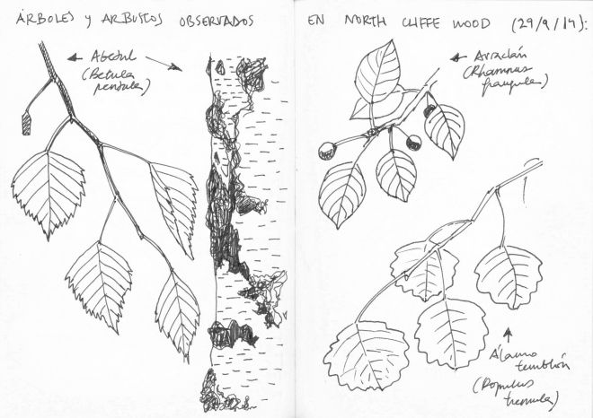 Algunos árboles y arbustos observados en North Cliffe Wood (29.9.2014)