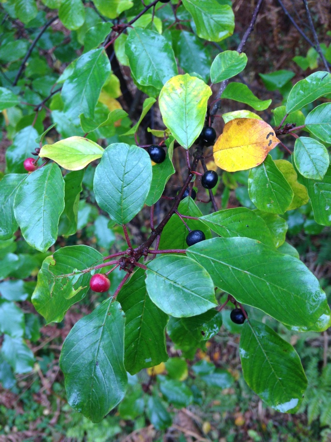 Arraclán (Rhamnus frangula), con frutos maduros (negros) y madurando (rojos).