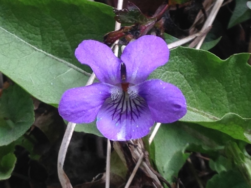 Violeta (Viola reichenbachiana)
