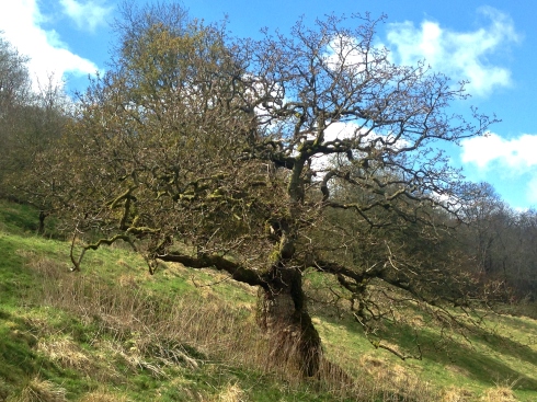 Gran roble (Quercus robur).