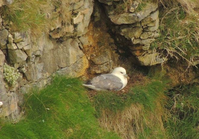Fulmar boreal (Fulmarus glacialis) en su nido.