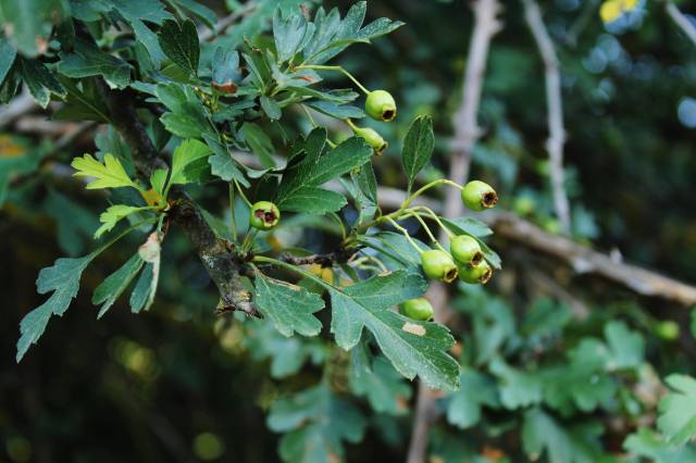 Espino albar (Crataegus monogyna)