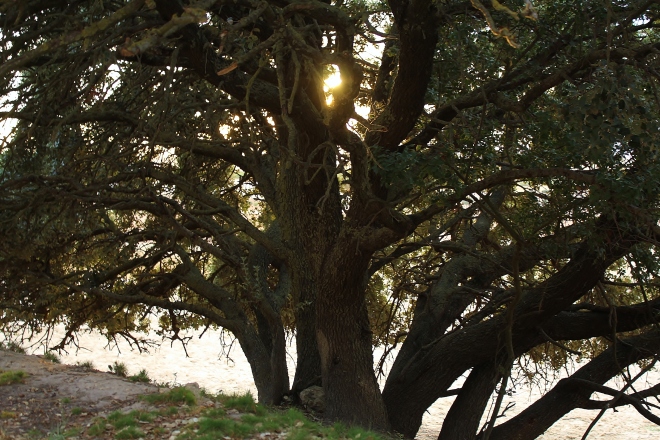 Quercus rotundifolia, detalle de la ramificación de los troncos de un ejemplar.