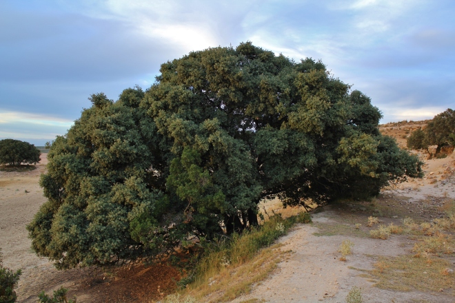Encina (Quercus rotundifolia) en la Sierra de Chinchilla.