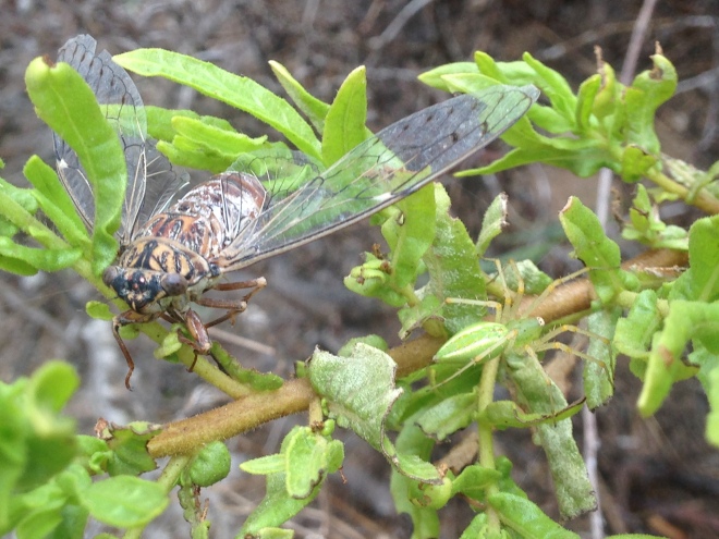 Extraños compañeros de rama. Cicada sp. y ¿Micrommata o Peucetia?