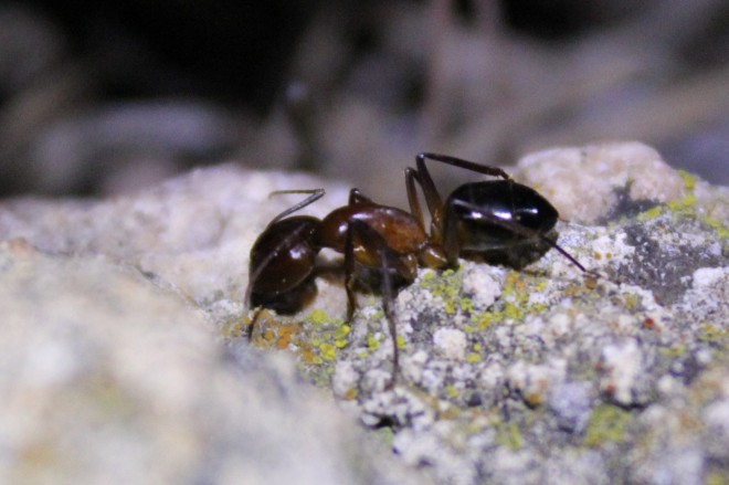 Camponotus pilicornis 