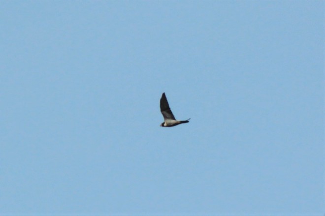 Record shot. Halcón peregrino (Falco peregrinus).