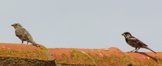 Izda.: gorrión chillón (Petronia petronia). Dcha.: gorrión común (Passer domesticus), macho.